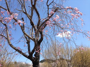 花フェスタしだれ桜
